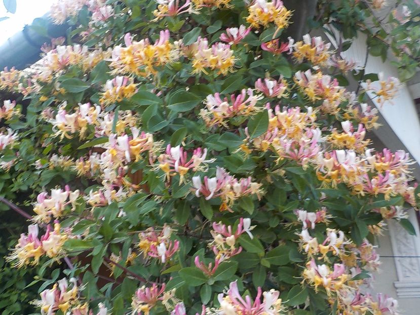  - lonicera