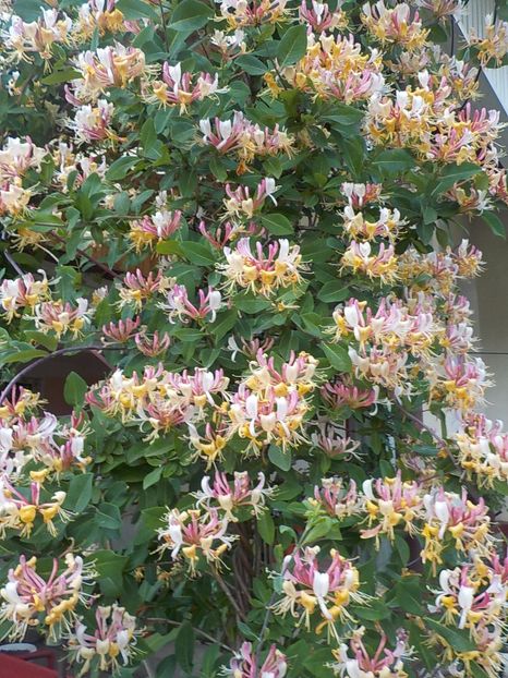  - lonicera