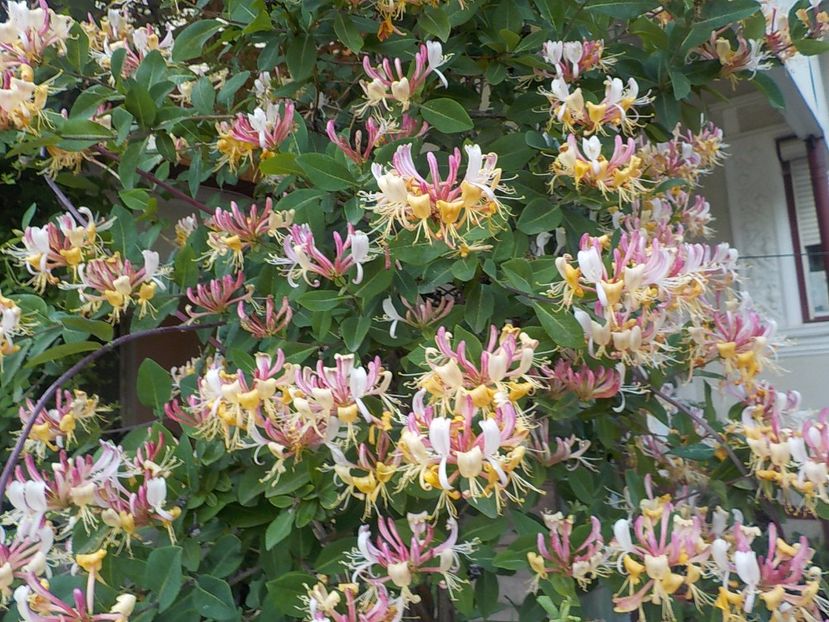  - lonicera