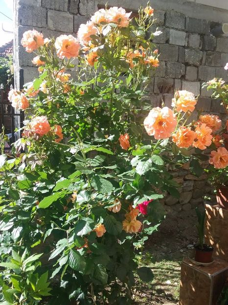  - Westerland -arabia