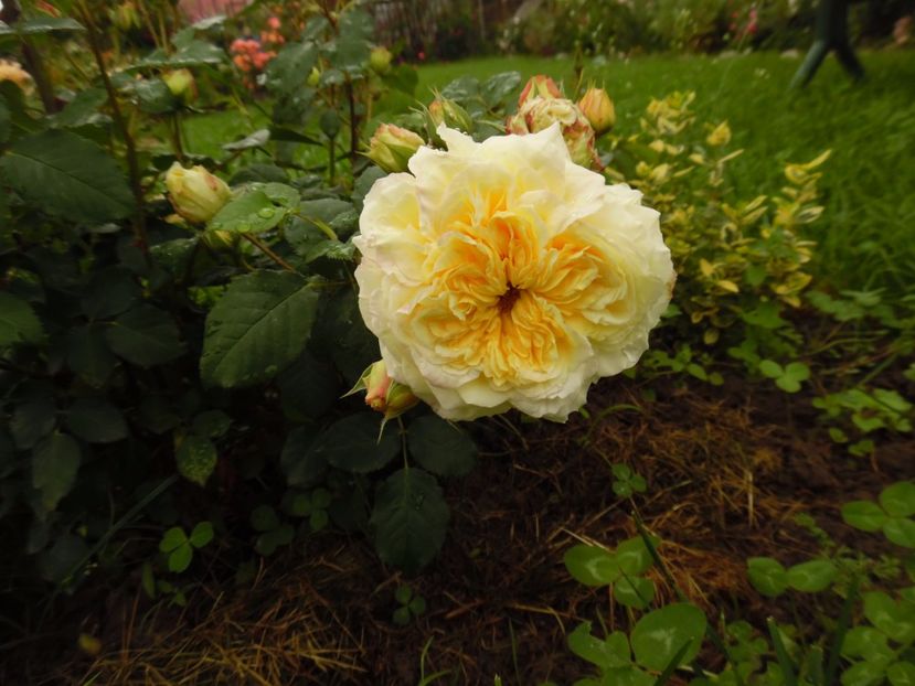  - Dominique Massad Nelson Monfort