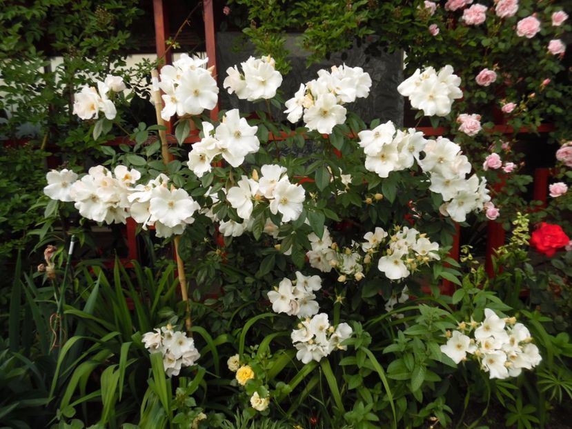  - Hybrid mosc Sally Holmes