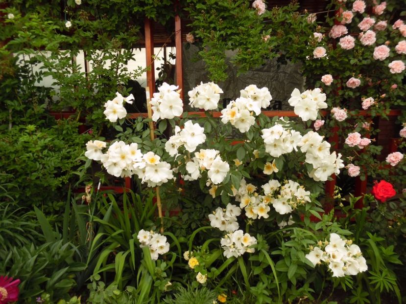  - Hybrid mosc Sally Holmes