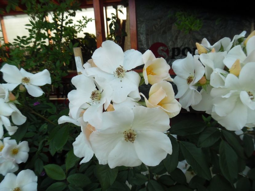  - Hybrid mosc Sally Holmes