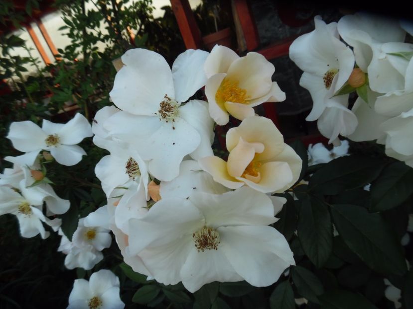  - Hybrid mosc Sally Holmes