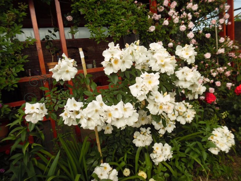  - Hybrid mosc Sally Holmes