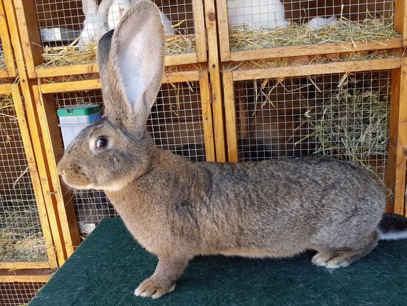 20170603_125835RO96 - Femela RO96 11650