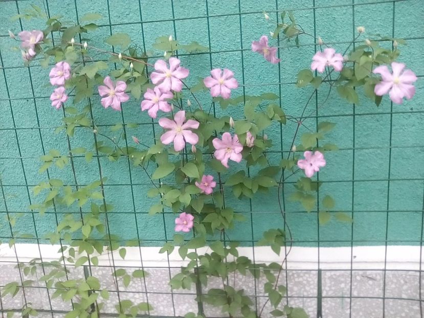 08 06 2017 - Comtesse de Bouchaud