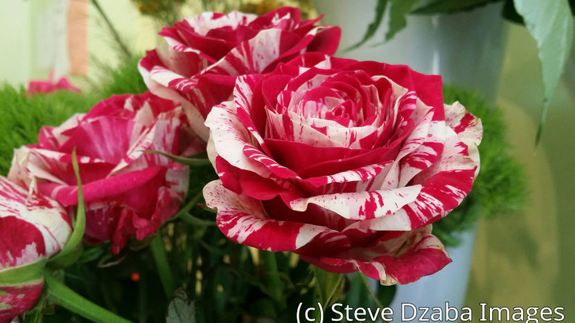 floral-portrait-the-harlequin-roses-aka-blood-spattered-roses - 56-posibil Arlequin
