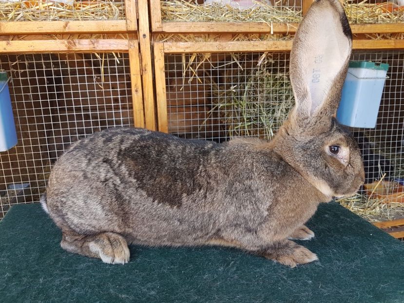  - Femela RO199 12533