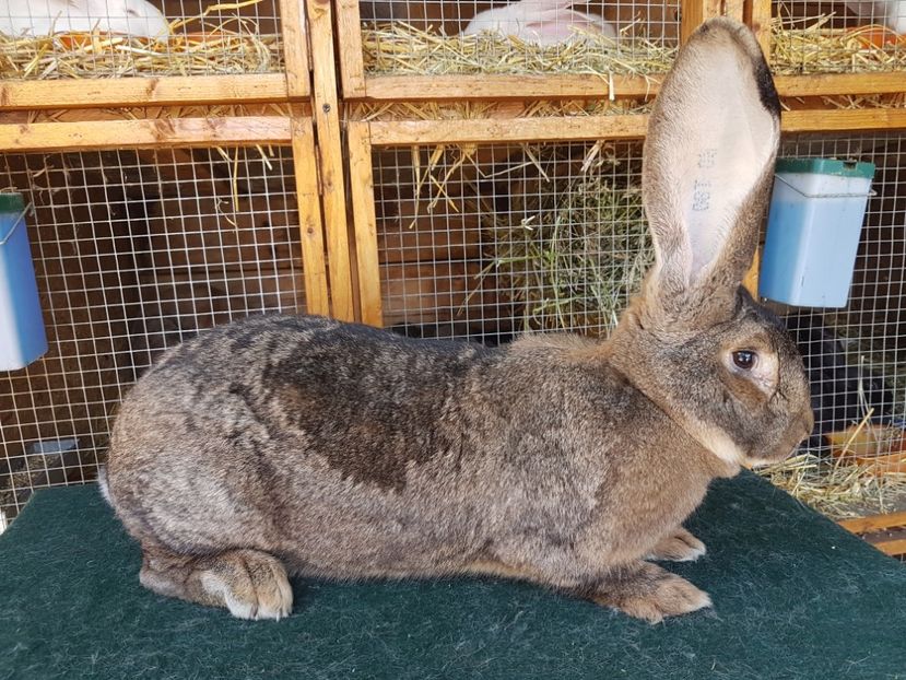  - Femela RO199 12533