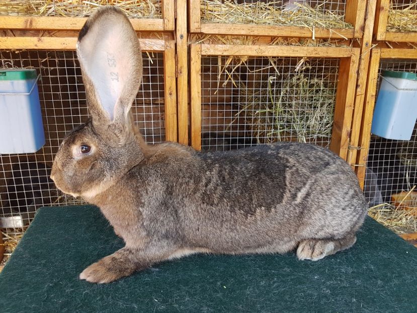  - Femela RO199 12533