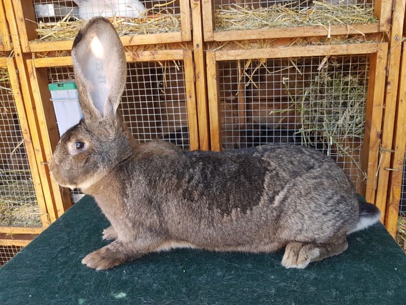  - Femela RO199 12533