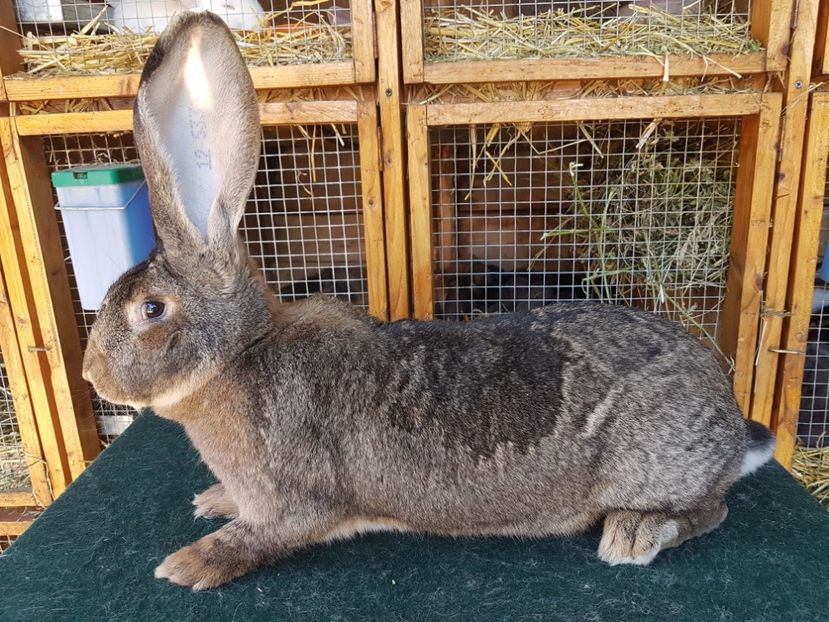  - Femela RO199 12533