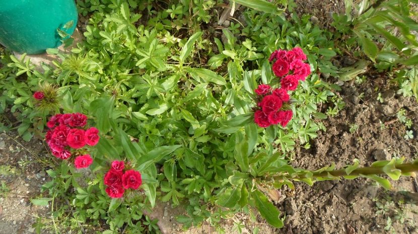 SAM_2732 - Flori de gradina 2o17