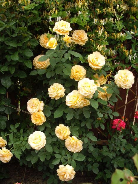  - Sophia Renaissance