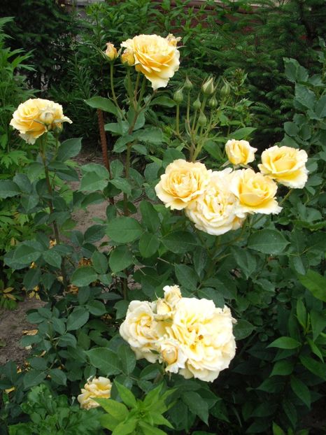  - Sophia Renaissance