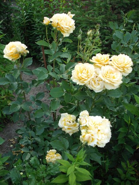  - Sophia Renaissance