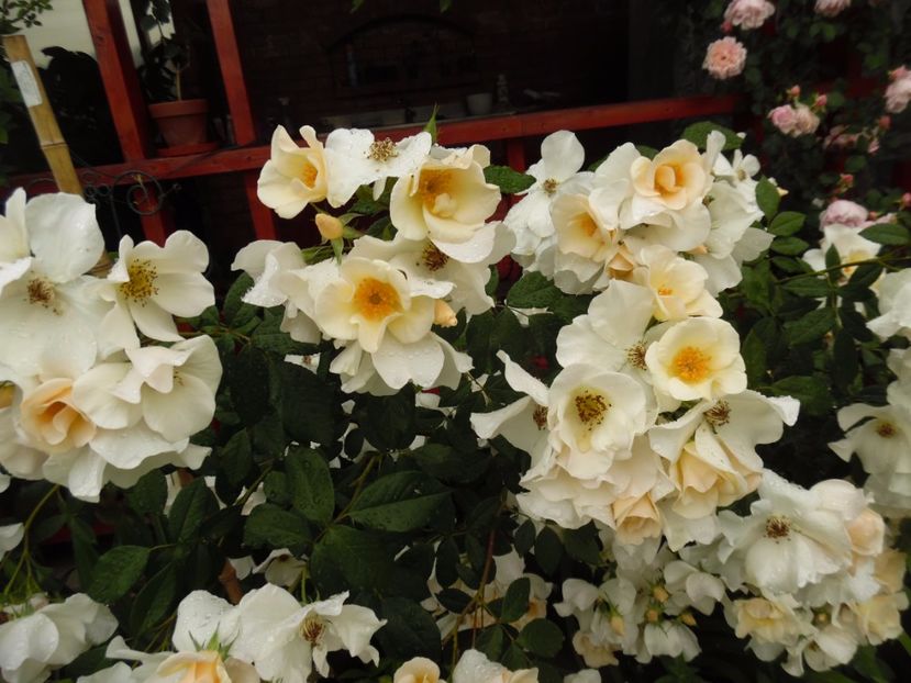  - Hybrid mosc Sally Holmes