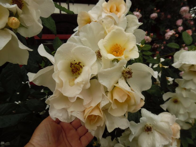  - Hybrid mosc Sally Holmes