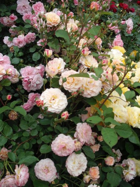  - Michelle Bedrossian