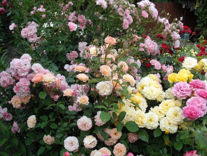  - Michelle Bedrossian