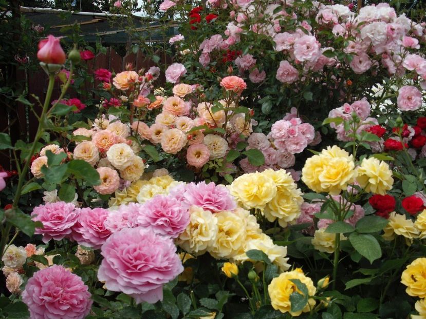  - Michelle Bedrossian