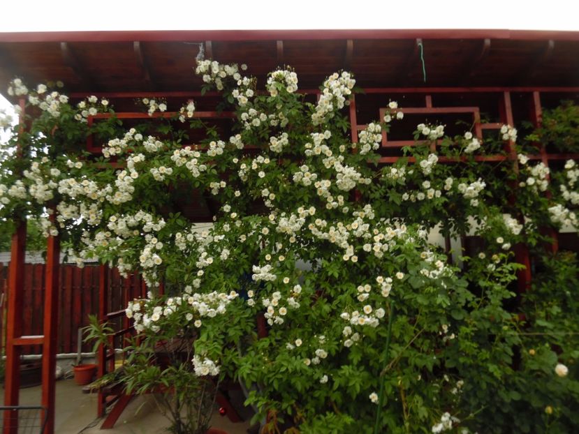  - Hybrid wichurana Bobbie James