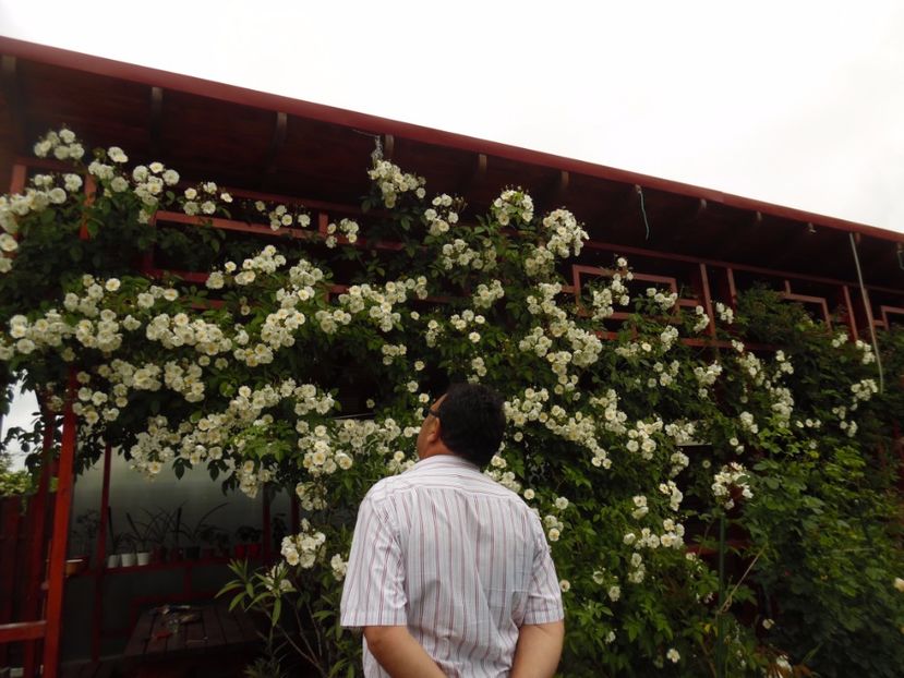  - Hybrid wichurana Bobbie James