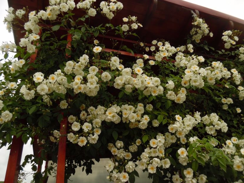  - Hybrid wichurana Bobbie James