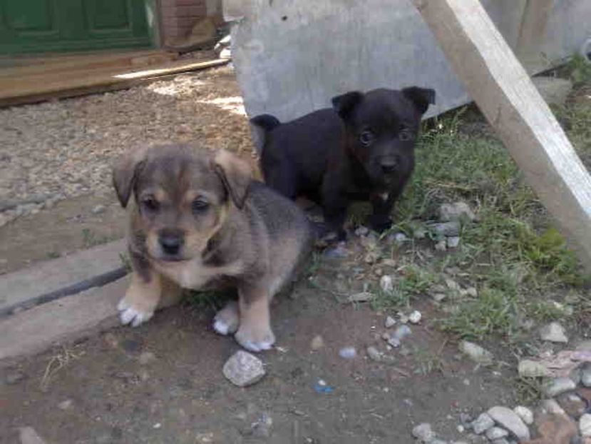  - Caini de sobolani-dihori-paza