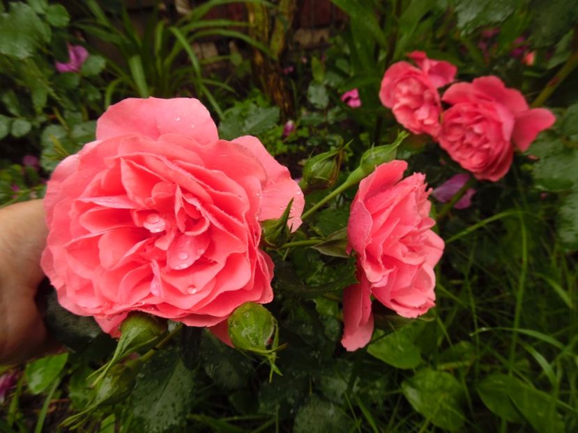  - Kordes Rosarium Uetersen