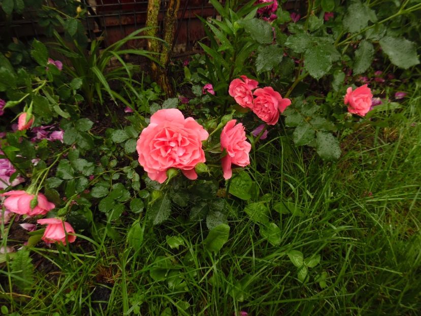  - Kordes Rosarium Uetersen