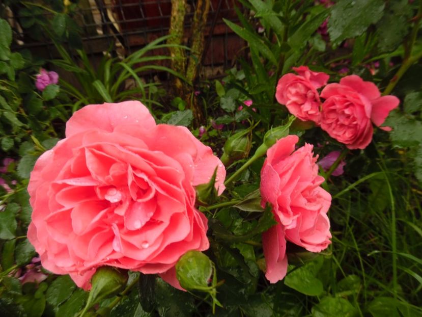  - Kordes Rosarium Uetersen