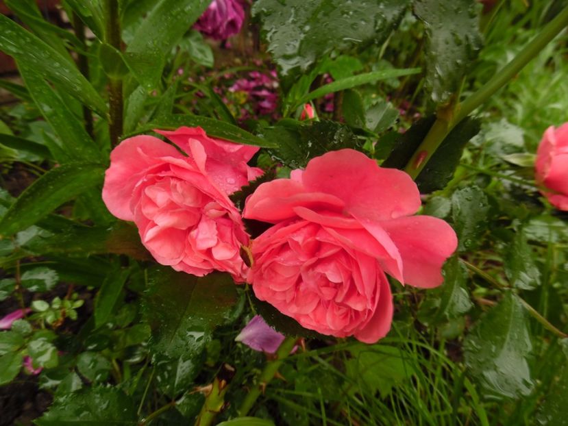  - Kordes Rosarium Uetersen