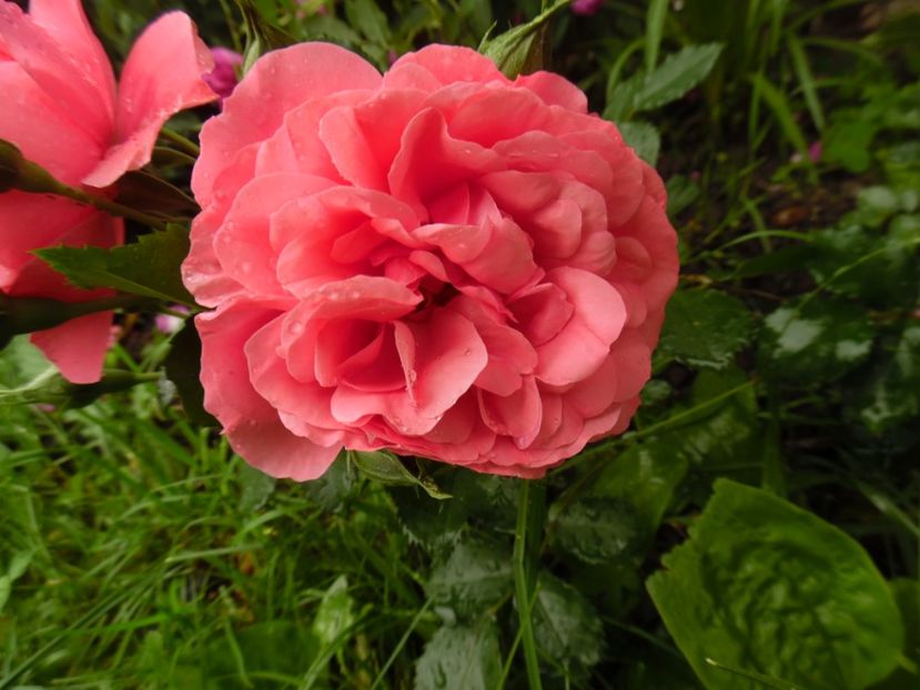  - Kordes Rosarium Uetersen