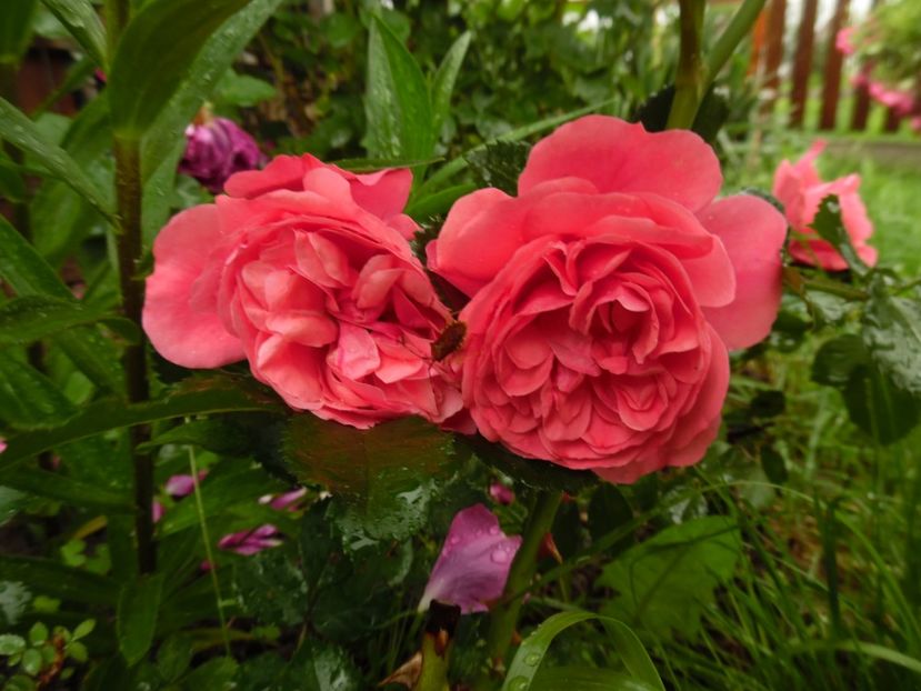  - Kordes Rosarium Uetersen