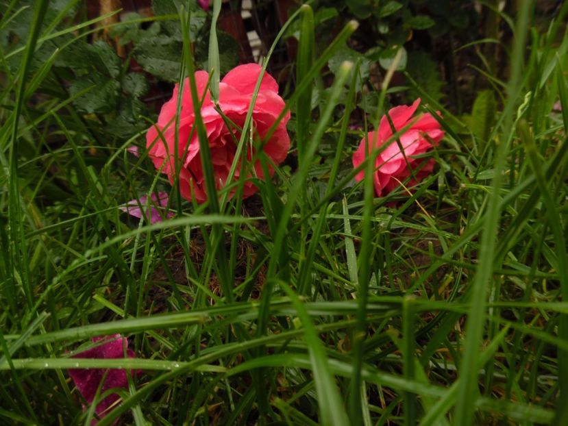  - Kordes Rosarium Uetersen