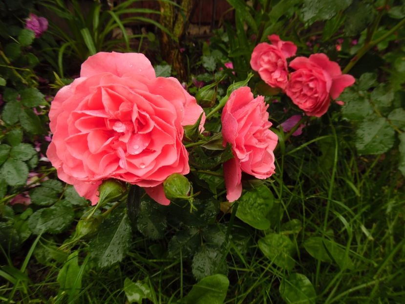  - Kordes Rosarium Uetersen