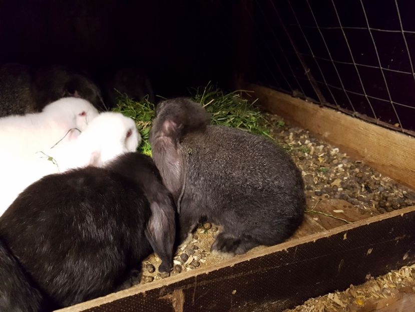  - Cuib din 21 04 2017