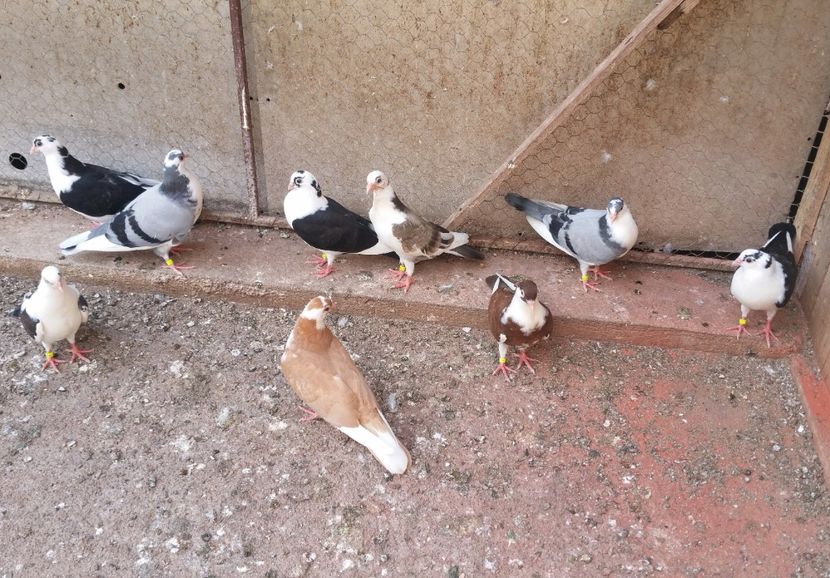 Dati in Jud Galati la Alin - D- Porumbei JUCATORI DE GALATI VANDUTI Album 3