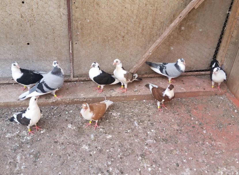 Dati in Jud Galati la Alin - D- Porumbei JUCATORI DE GALATI VANDUTI Album 3