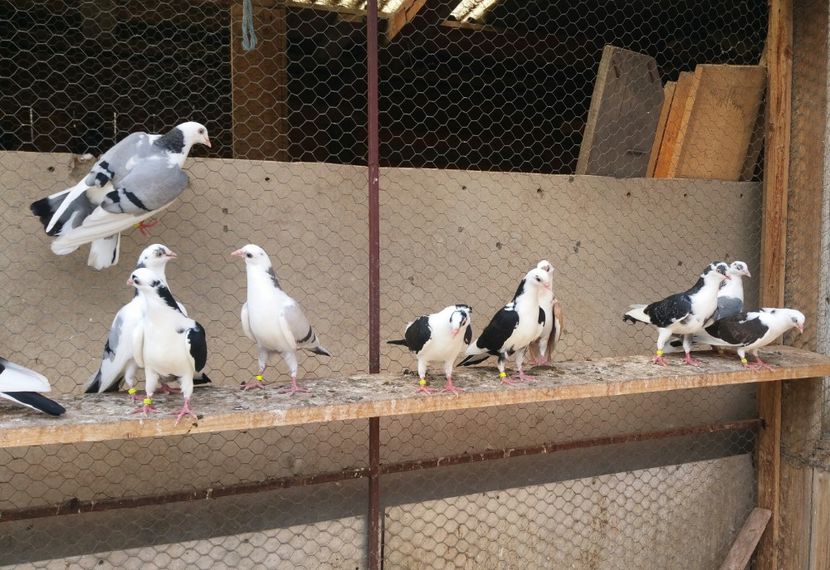 Dati in Jud Galati la Alin - D- Porumbei JUCATORI DE GALATI VANDUTI Album 3