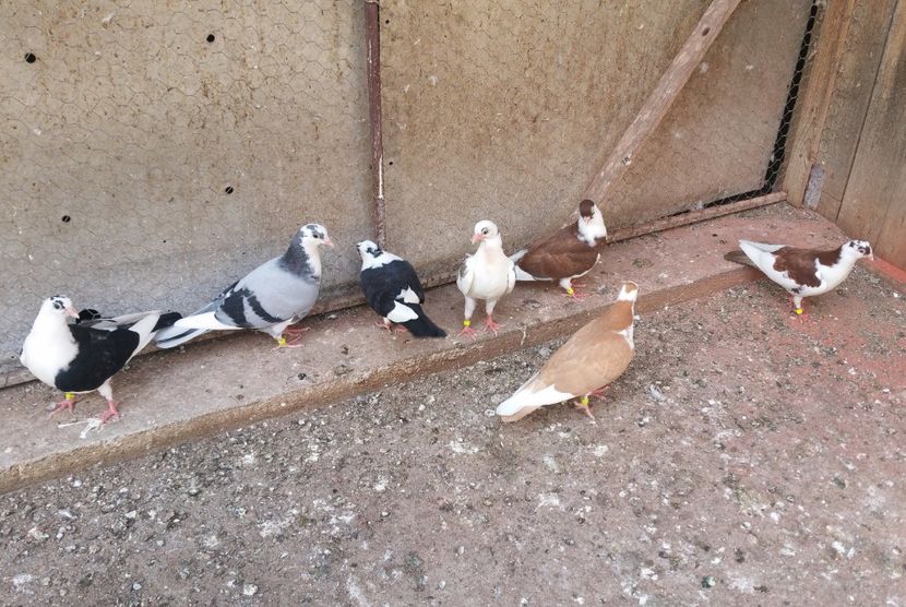 Dati in Jud Galati la Alin - D- Porumbei JUCATORI DE GALATI VANDUTI Album 3