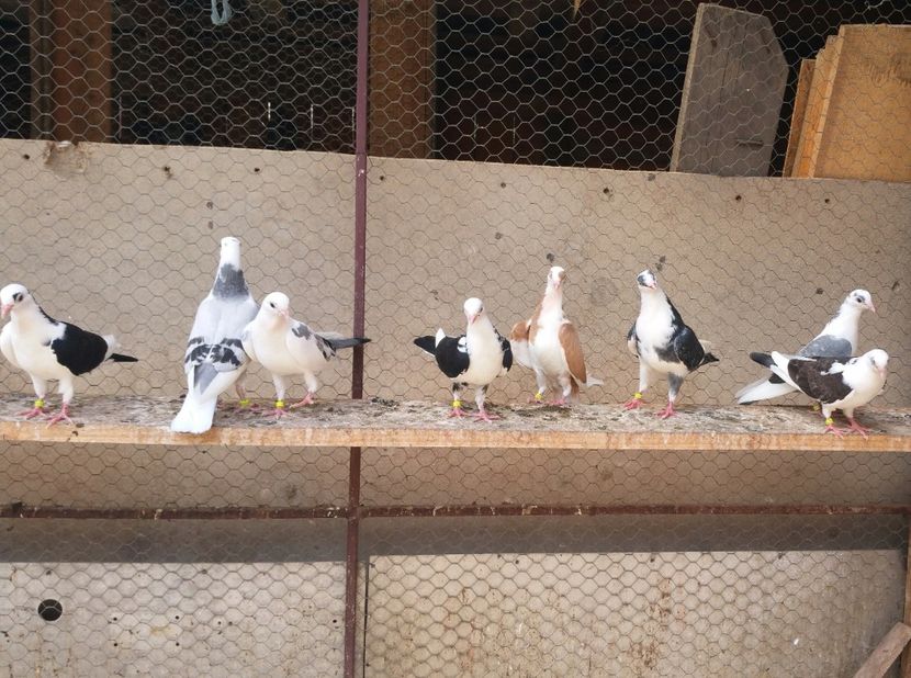 Dati in Jud Galati la Alin - D- Porumbei JUCATORI DE GALATI VANDUTI Album 3