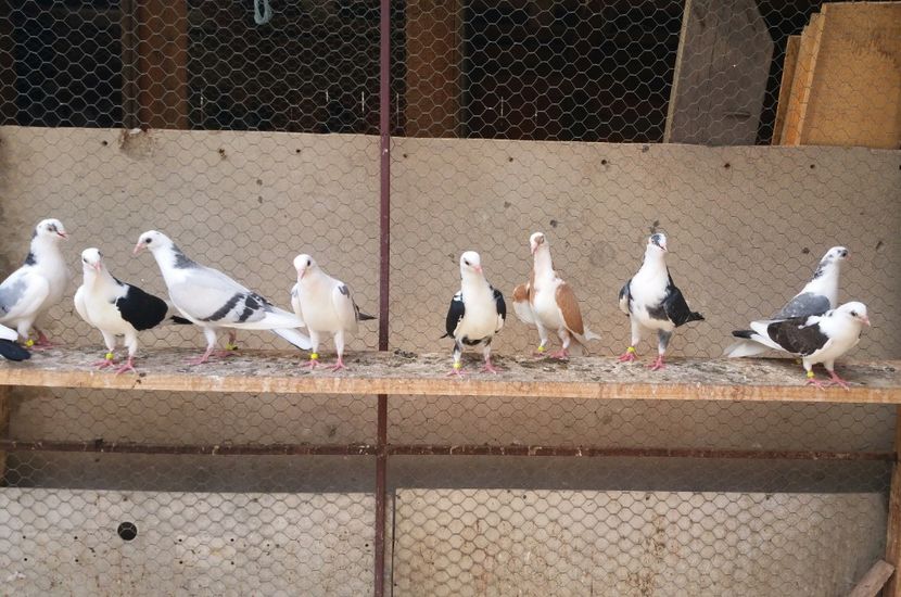 Dati in Jud Galati la Alin - D- Porumbei JUCATORI DE GALATI VANDUTI Album 3