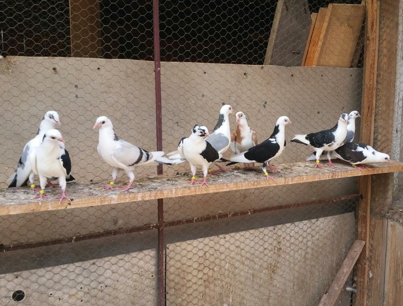 Dati in Jud Galati la Alin - D- Porumbei JUCATORI DE GALATI VANDUTI Album 3