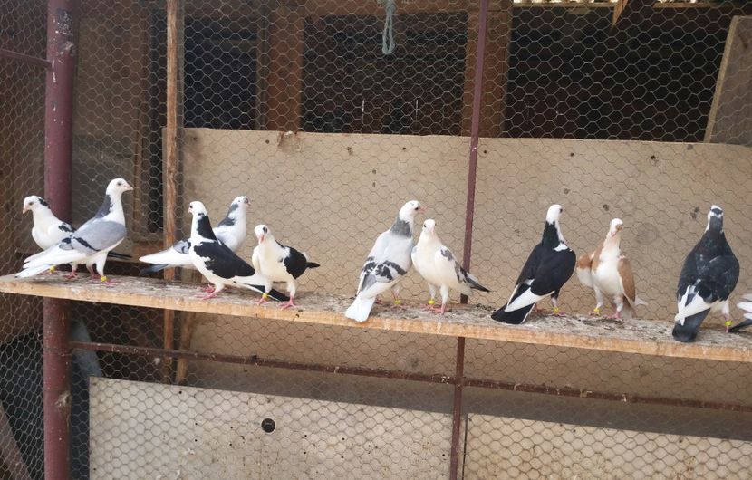 Dati in Jud Galati la Alin - D- Porumbei JUCATORI DE GALATI VANDUTI Album 3