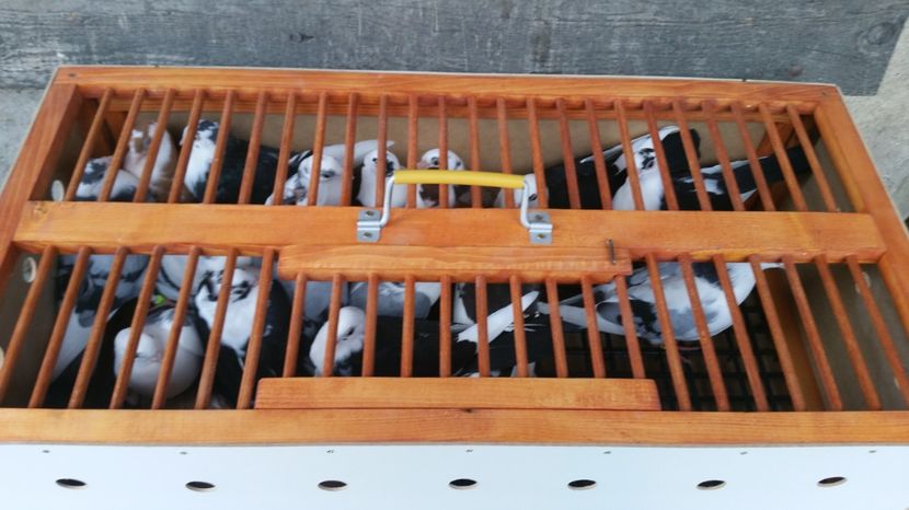 Dati in Jud Galati la Alin 21 buc - D- Porumbei JUCATORI DE GALATI VANDUTI Album 3