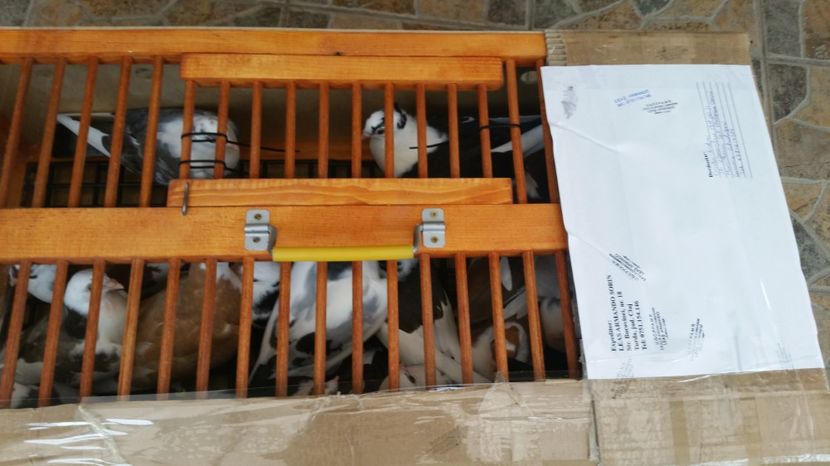 Dati in Jud Galati la Alin 21 buc - D- Porumbei JUCATORI DE GALATI VANDUTI Album 3
